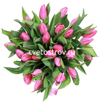 Букет из 25 тюльпанов "Фест класс"