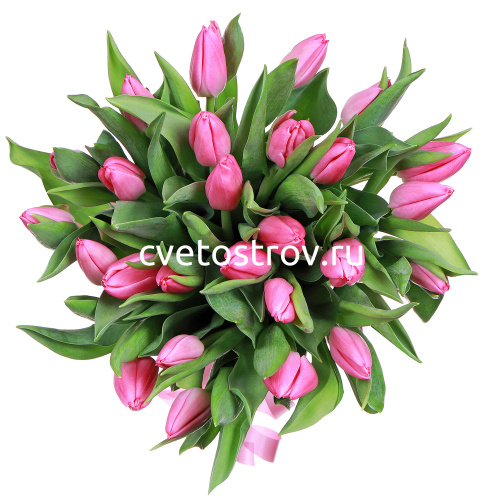 Букет из 25 тюльпанов "Фест класс"