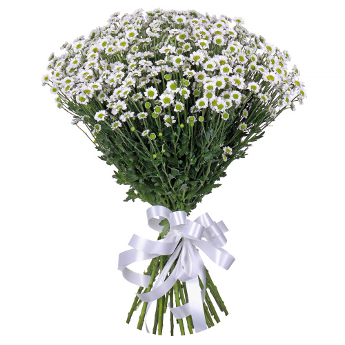 Хризантема кустовая Сантини Мадиба (Madiba) белая 25 штук