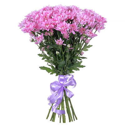 Хризантема кустовая Балтика (Baltica) розовая 15 штук