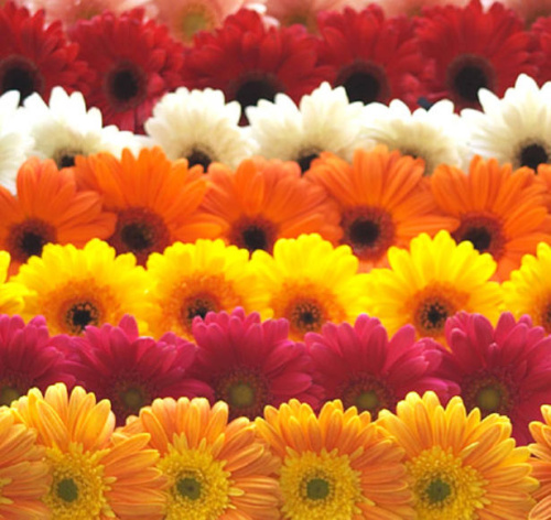 Гербера в ассортименте 51шт
