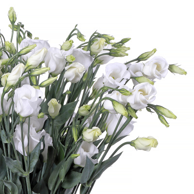 Эустома белая