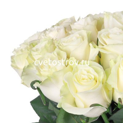 Роза Мондиаль (Mondiale) (50 см.)