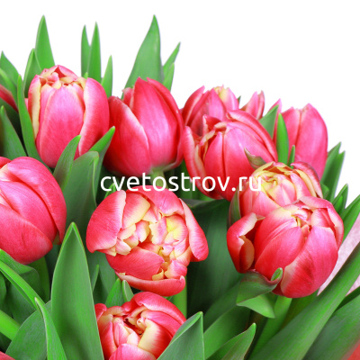 Букет из 25 тюльпанов "Колумбус"