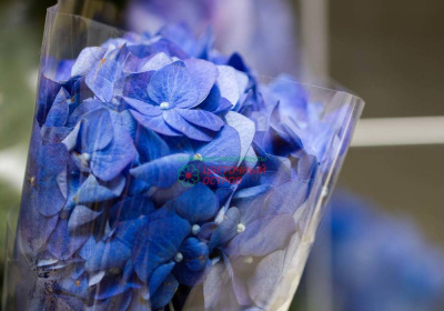 Гидрангея Революшн Блю (Revolution blue)