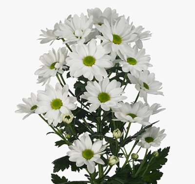 Хризантема кустовая Шик (Chic)