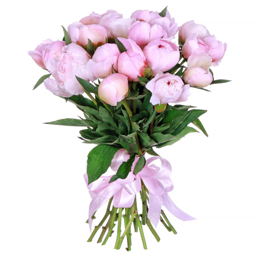 Пионы Алерти (Alertie) 15 штук