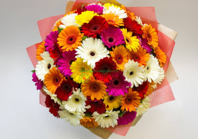 Букет из 51 гермини микс