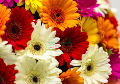 Букет из 51 гермини микс