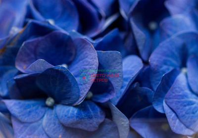 Гидрангея Революшн Блю (Revolution blue)