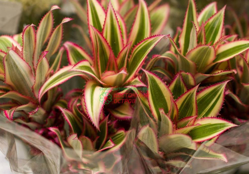 Ананас декоративный (Ananas)