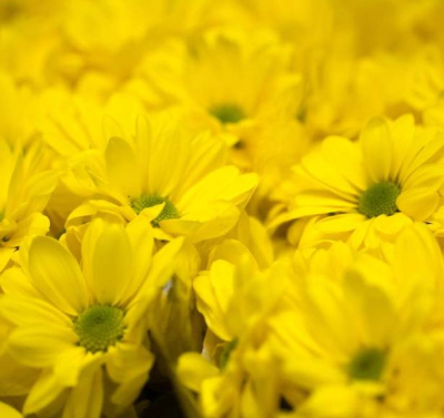 Хризантема кустовая Бакарди (Bacardi) жёлтая