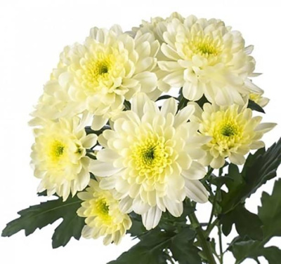 Хризантема кустовая Зембла Крем (Zembala Cream)