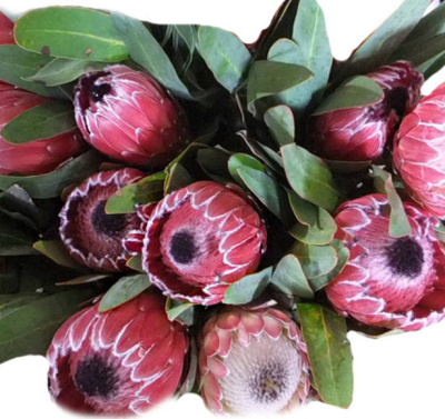 Протея супер