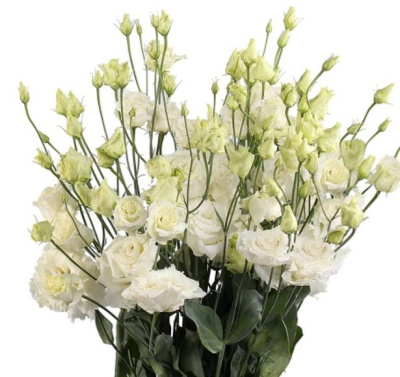 Лизиантус (Picco white)