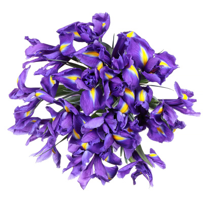 Ирис Блю Мэджик 21 штука (Blue Magic)