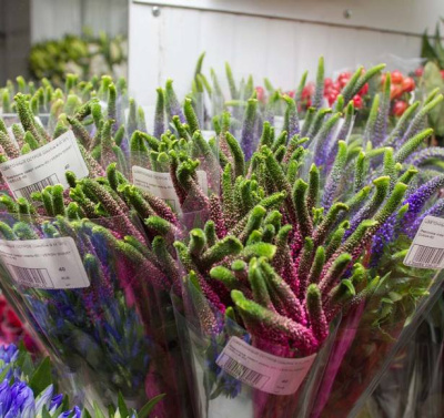 Вероника микс