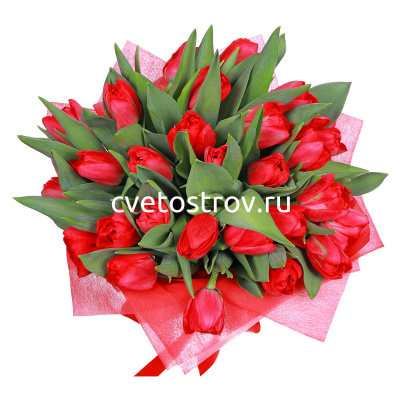 Букет из 25 тюльпанов красный