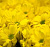 Хризантема кустовая Бакарди (Bacardi) жёлтая