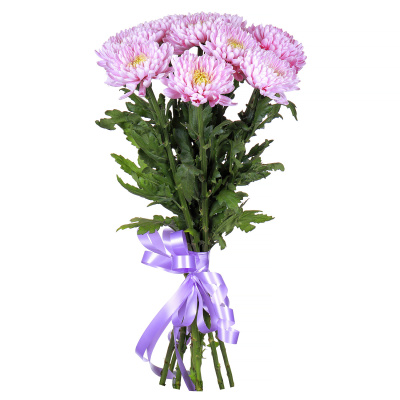 Хризантема одноголовая "Ксения" 9 штук