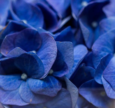 Гидрангея Революшн Блю (Revolution blue)