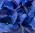 Гидрангея Революшн Блю (Revolution blue)