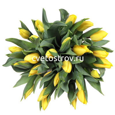 Букет из 25 желтых тюльпанов "Стронг Голд"
