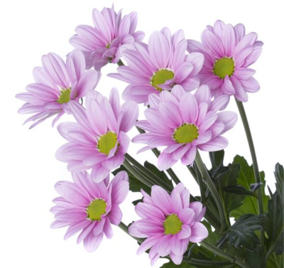 Хризантема кустовая Чело (Chelo)