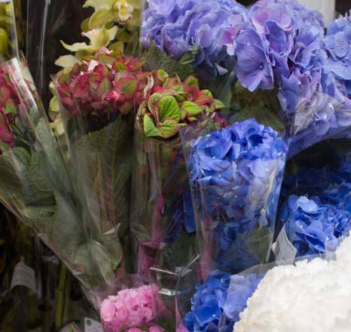 Гидрангея микс