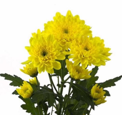 Хризантема кустовая Зембла Сани (Zembla Sunny)