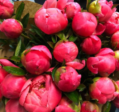 Пионы Корал Шарм (Coral Charm)