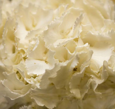 Гидрангея Вайт (White)