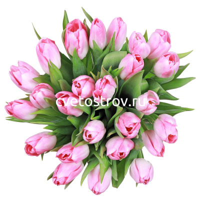 Букет из 25 тюльпанов розовых