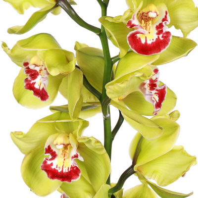 Орхидея зеленая 80 см