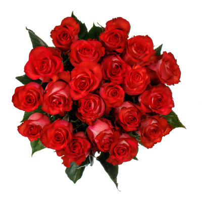 Розы " Игуана" 21 штука 40 см