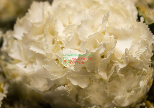 Гидрангея Вайт (White)