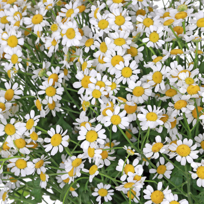Ромашка кустовая "Камилла" 25 штук