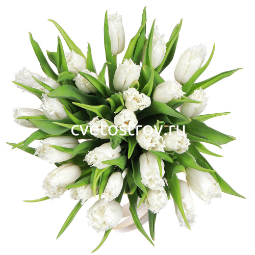 Букет из 31 тюльпанов мохровых