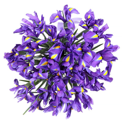 Ирис Блю Мэджик 35 штук (Blue Magic)