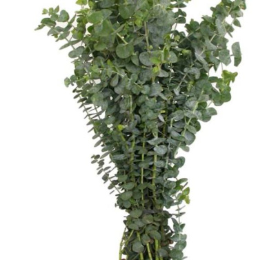 Эвкалипт (Baby blue) пучок