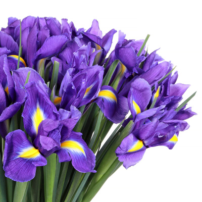 Ирис Блю Мэджик 35 штук (Blue Magic)