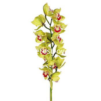 Орхидея зеленая 80 см
