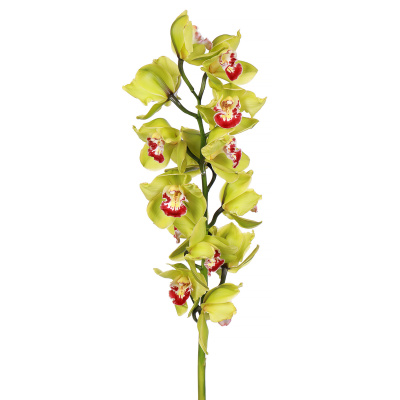 Орхидея зеленая 80 см