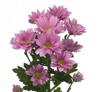Хризантема кустовая Гранд Пинк (Grand Pink)