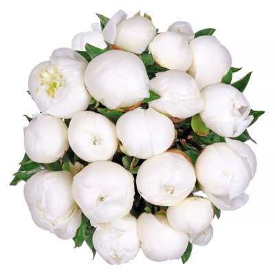 Пионы Дюшес де Немур (Duchesse de Nemours) 15 штук