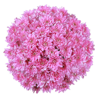 Хризантема кустовая Балтика (Baltica) розовая 15 штук