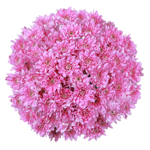 Хризантема кустовая Балтика (Baltica) розовая 15 штук