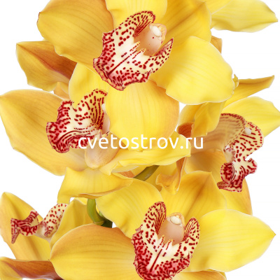 Орхидея желтая 80 см