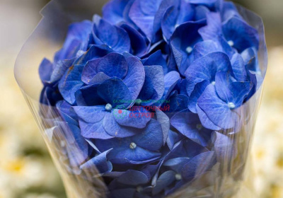 Гидрангея Революшн Блю (Revolution blue)