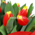 Букет из 25 тюльпана "Кристмас"